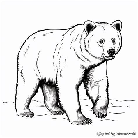 Bear Printable Coloring Pages
