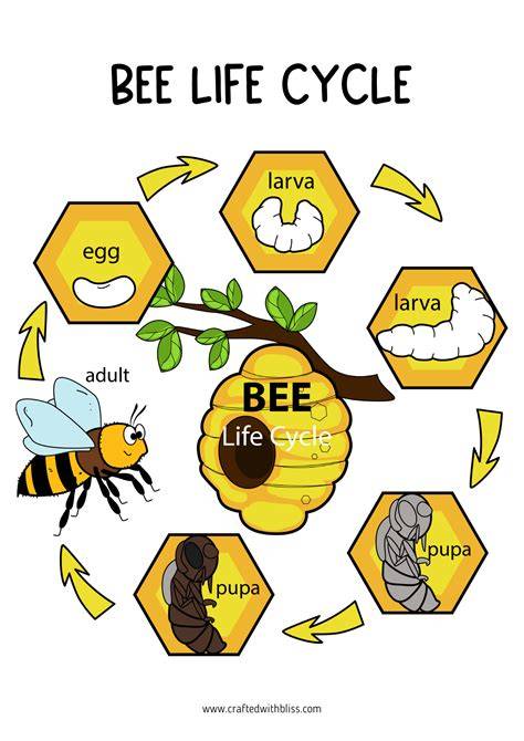 Bee Life Cycle Printable
