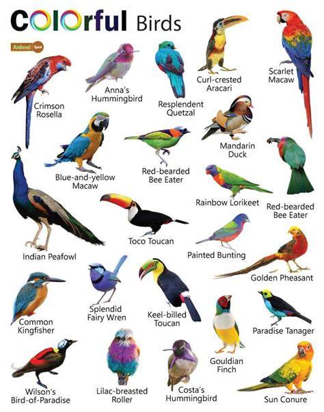 Bird Pictures Printable