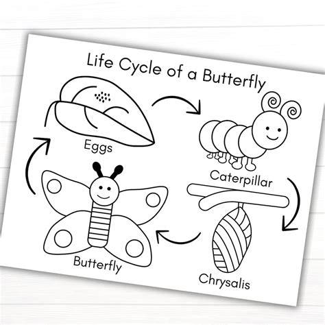 Butterfly Life Cycle Colouring Pages