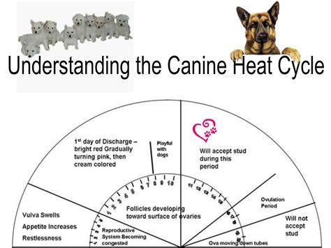 Canine Heat Cycle Calendar
