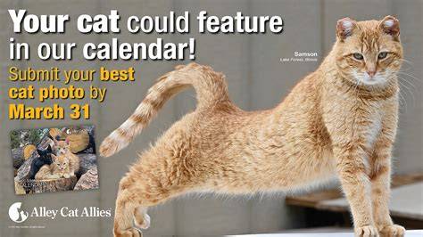 Cat Calendar Photo Submissions