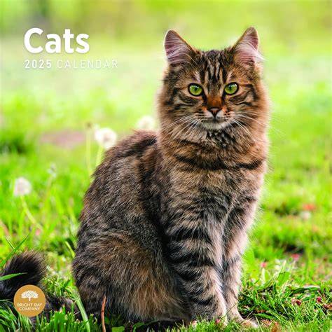 Cat Wall Calendar 2025