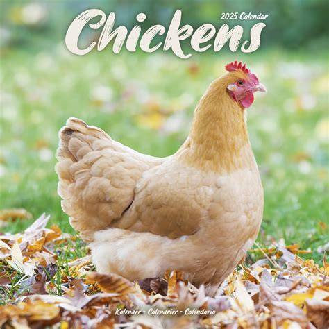 Chicken Calendar 2025