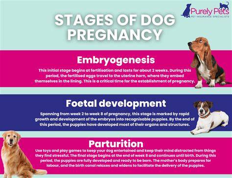 dog pregnancy calendar