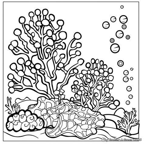 Coral Coloring Pages