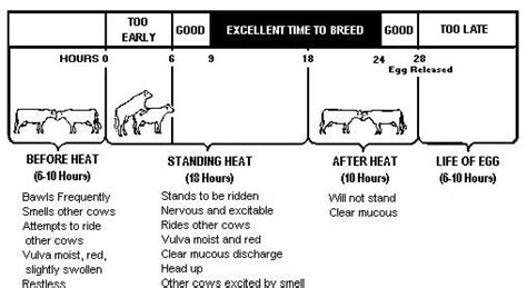 Cow Heat Cycle Calendar