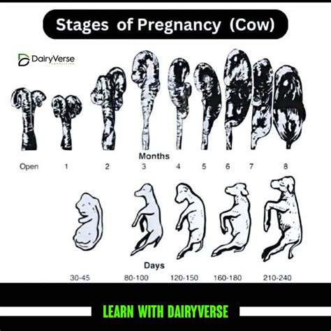 Cow Pregnancy Calendar
