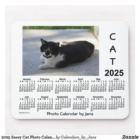 Daily Cat Calendar 2025