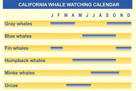 california whale migration calendar