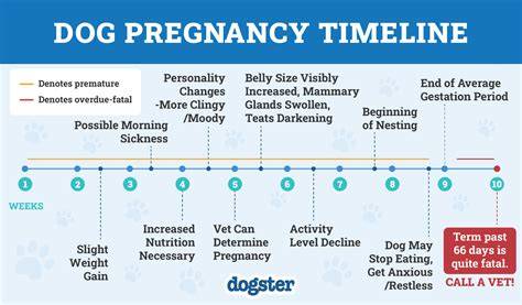 dog pregnancy calendar