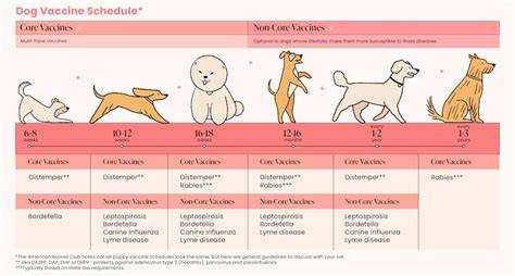 Dog Vaccine Schedule Printable