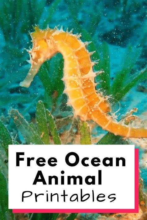 Free Ocean Animal Printables