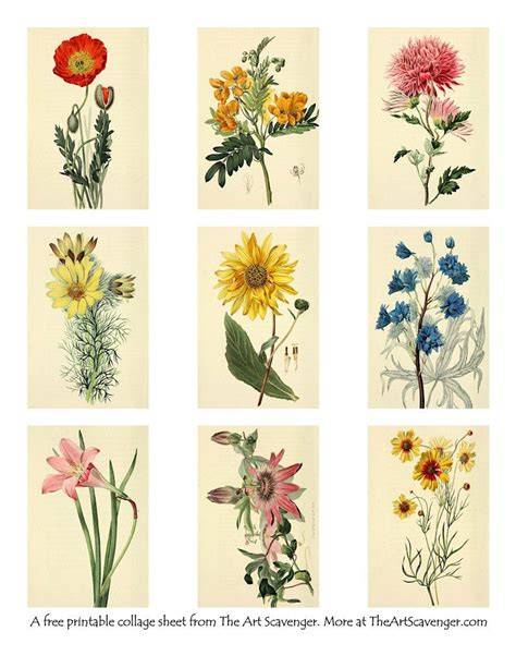 Free Printable Floral Pictures