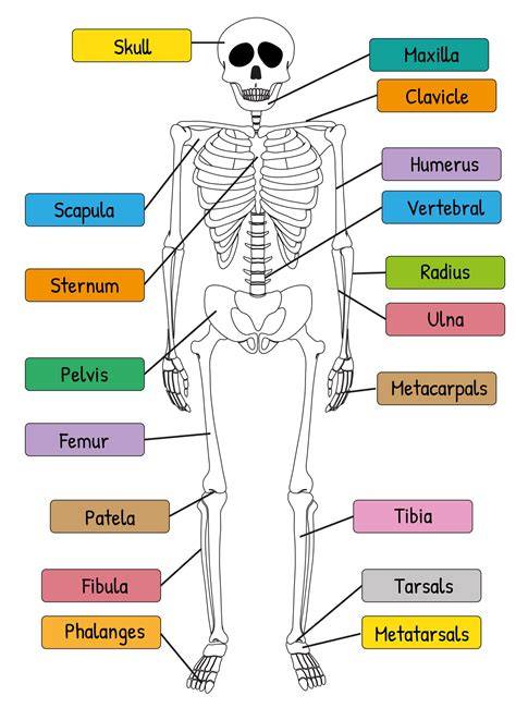 Human Skeleton Diagram Printable
