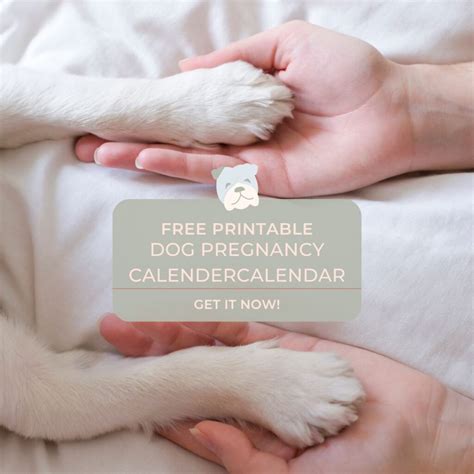 dog pregnancy calendar