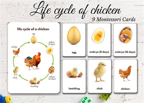 Life Cycle Of A Chicken Printable