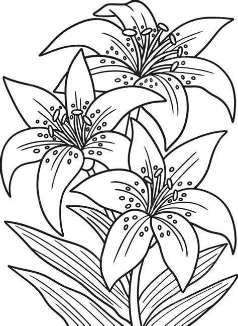 Lily Pictures To Color