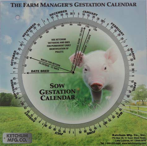 gestation calendar for pigs