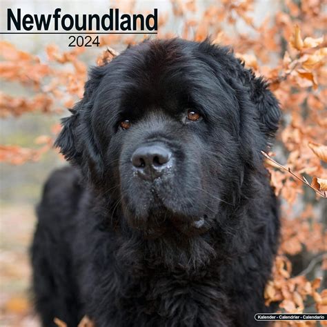 Newfoundland Dog Calendar