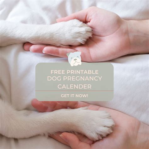 dog pregnancy calendar