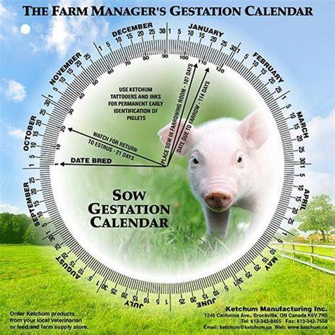Pig Gestation Calendar