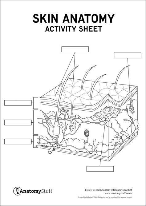 Printable Blank Skin Diagram Worksheet
