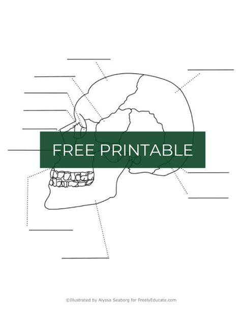 Printable Blank Skull Diagram