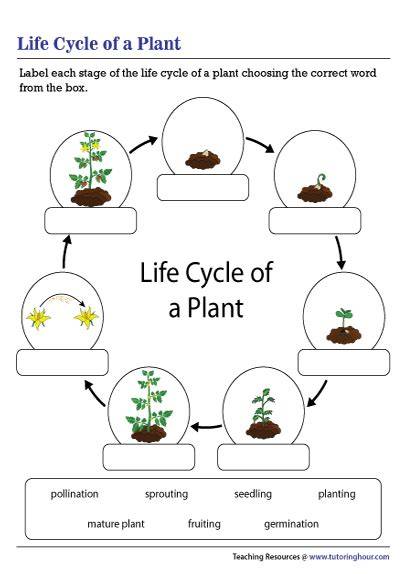 Printable Plant Life Cycle Worksheet Pdf