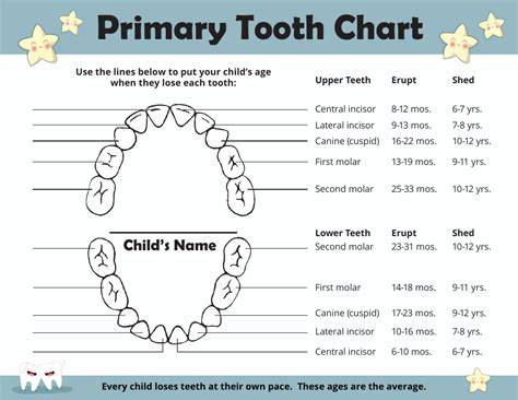 Printable Primary Tooth Chart