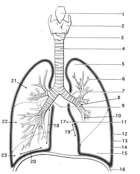 Printable Respiratory System Diagram Unlabeled