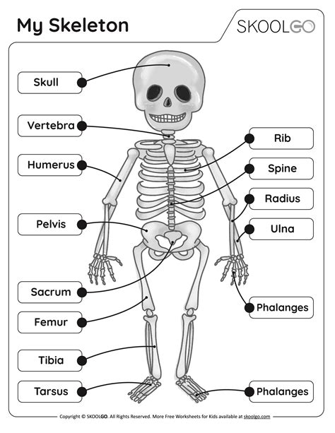 Printable Skeleton Worksheet
