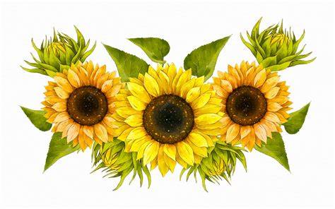 Printable Sunflower Clipart
