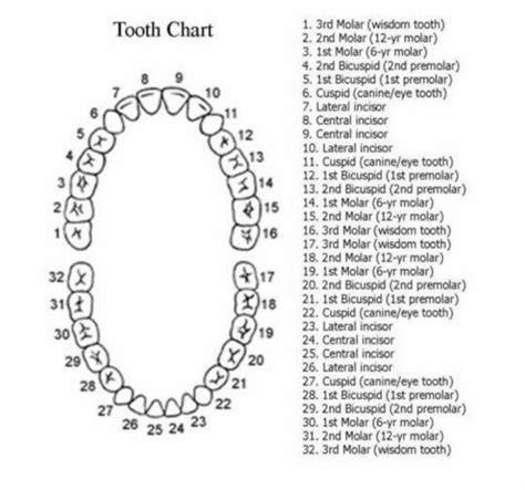 Printable Teeth Chart