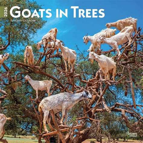 goats in trees calendar