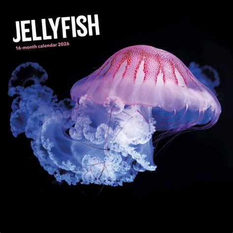 jellyfish calendar oahu