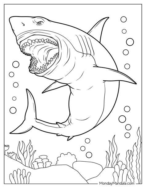 Shark Colouring