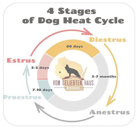 canine heat cycle calendar