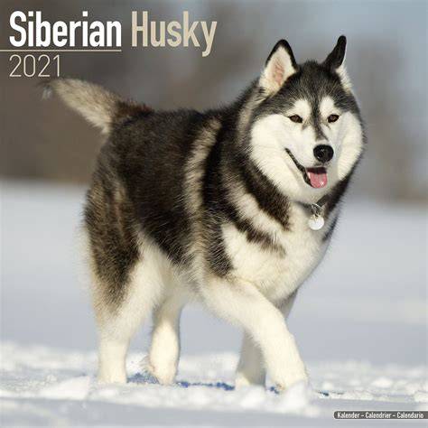 Siberian Husky Calendar